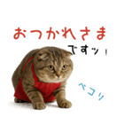 口うるさい優しいおばちゃんネコ（個別スタンプ：3）