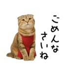 口うるさい優しいおばちゃんネコ（個別スタンプ：5）