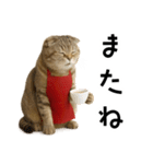 口うるさい優しいおばちゃんネコ（個別スタンプ：7）