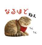 口うるさい優しいおばちゃんネコ（個別スタンプ：8）
