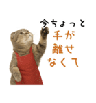 口うるさい優しいおばちゃんネコ（個別スタンプ：12）