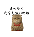 口うるさい優しいおばちゃんネコ（個別スタンプ：27）