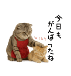 口うるさい優しいおばちゃんネコ（個別スタンプ：34）