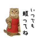 口うるさい優しいおばちゃんネコ（個別スタンプ：38）