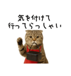口うるさい優しいおばちゃんネコ（個別スタンプ：39）