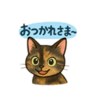 tortoiseshell cats:さび猫スタンプ1（個別スタンプ：6）