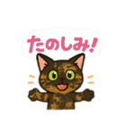 tortoiseshell cats:さび猫スタンプ1（個別スタンプ：16）