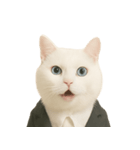 意味深な猫（個別スタンプ：1）