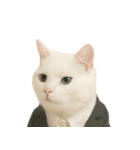 意味深な猫（個別スタンプ：2）