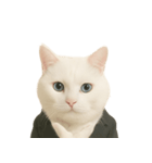 意味深な猫（個別スタンプ：5）