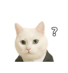 意味深な猫（個別スタンプ：8）