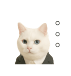 意味深な猫（個別スタンプ：12）