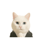 意味深な猫（個別スタンプ：17）