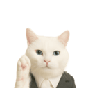 意味深な猫（個別スタンプ：19）