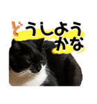 猫達の日常・のりこむぎ6（個別スタンプ：1）