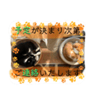 猫達の日常・のりこむぎ6（個別スタンプ：3）