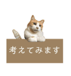 猫達の日常・のりこむぎ6（個別スタンプ：5）