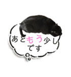 猫達の日常・のりこむぎ6（個別スタンプ：9）