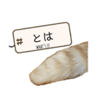 猫達の日常・のりこむぎ6（個別スタンプ：10）