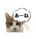 猫達の日常・のりこむぎ6（個別スタンプ：11）