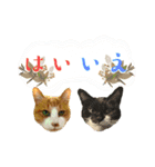 猫達の日常・のりこむぎ6（個別スタンプ：12）