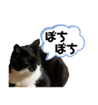 猫達の日常・のりこむぎ6（個別スタンプ：13）