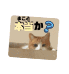 猫達の日常・のりこむぎ6（個別スタンプ：15）