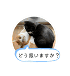 猫達の日常・のりこむぎ6（個別スタンプ：16）