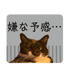 猫達の日常・のりこむぎ6（個別スタンプ：19）