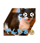 猫達の日常・のりこむぎ6（個別スタンプ：20）