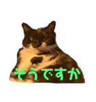 猫達の日常・のりこむぎ6（個別スタンプ：21）