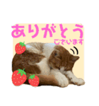 猫達の日常・のりこむぎ6（個別スタンプ：22）