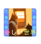 猫達の日常・のりこむぎ6（個別スタンプ：23）