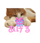 猫達の日常・のりこむぎ6（個別スタンプ：24）