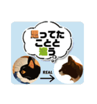 猫達の日常・のりこむぎ6（個別スタンプ：26）