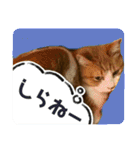 猫達の日常・のりこむぎ6（個別スタンプ：28）