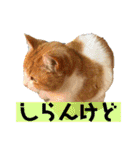 猫達の日常・のりこむぎ6（個別スタンプ：29）