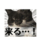 猫達の日常・のりこむぎ6（個別スタンプ：32）