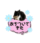 猫達の日常・のりこむぎ6（個別スタンプ：33）