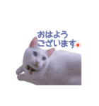 白猫 小梅ちゃん（個別スタンプ：1）