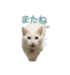 白猫 小梅ちゃん（個別スタンプ：2）