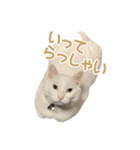 白猫 小梅ちゃん（個別スタンプ：3）