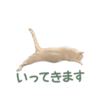 白猫 小梅ちゃん（個別スタンプ：4）
