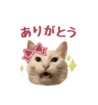 白猫 小梅ちゃん（個別スタンプ：6）