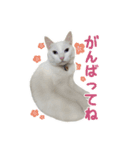 白猫 小梅ちゃん（個別スタンプ：7）