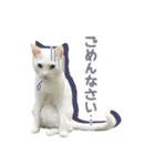 白猫 小梅ちゃん（個別スタンプ：8）