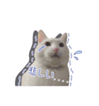 白猫 小梅ちゃん（個別スタンプ：9）