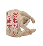 白猫 小梅ちゃん（個別スタンプ：10）