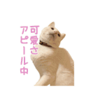 白猫 小梅ちゃん（個別スタンプ：11）