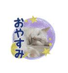 白猫 小梅ちゃん（個別スタンプ：15）